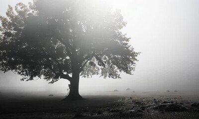 Wall Mural - A tree is in the middle of a foggy field Video