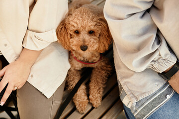 Cute fluffy puppy sitting on wooden deck between two owners in casual attire. The dog has a soft curly coat and wears a red collar, suggesting loving companionship