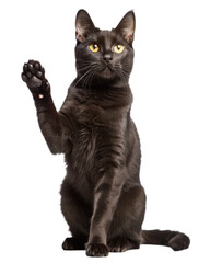 Naklejka na meble Happy cat saying hi, portrait of a cat isolated on white. 