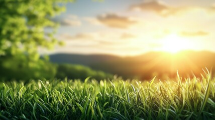 A field of green grass with a bright sun in the sky