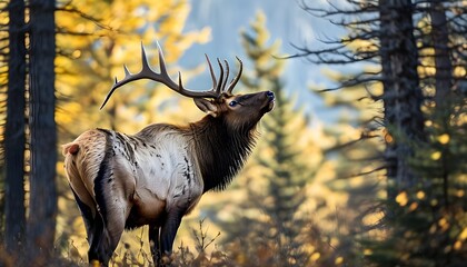 Poster - Majestic elk in a sun-dappled forest, antlers reaching skyward amidst the serene greenery