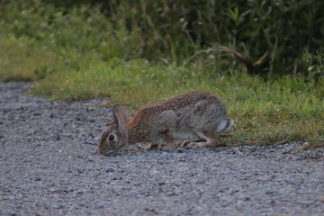 rabbit