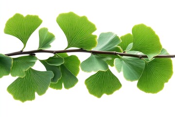 Wall Mural - Elegant Twig with Fresh Ginkgo Biloba Leaves Isolated on Transparent Background - PNG Image