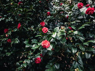 Poster - Red Camellia flowers