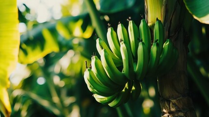 Wall Mural - A bunch of green bananas hanging on a banana tree, still growing and not yet ripe, in a dense tropical forest setting.