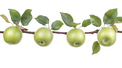 Green apples on a branch with leaves against a white background.