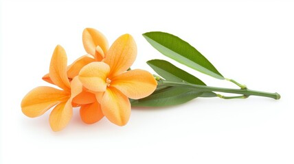 Poster - A single orange flower with green leaves