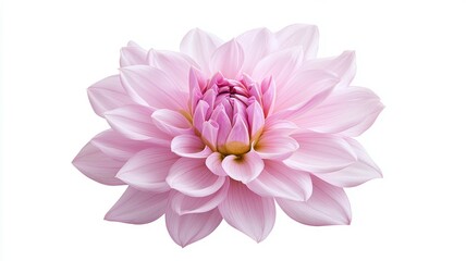 A single pink flower with a white background