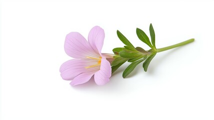 Poster - A pink flower with a stem