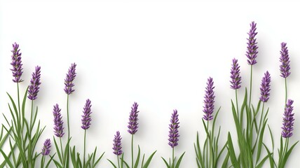 Poster - A row of purple flowers with green stems