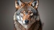 © BOJOShop - Wolf Portrait  Wild Animal with Sharp Eyes  Close up