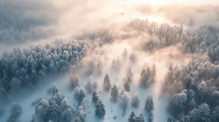 Wall Mural - Aerial View of a Snow-Covered Forest Bathed in Fog