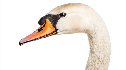 Close-Up Profile of a Graceful Swan with Orange Beak on a White Background - Perfect for Nature and Wildlife Themes