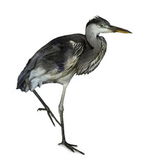 Wall Mural - Beautiful great blue heron on white background. Exotic bird