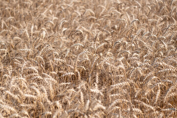 Wheat grain on the spikelet at the field. Ears of rye crop. Agriculture business and harvest. Landscape with field of ripe rye in summer. Agriculture barley or rye field. Summer nature. Crop yield