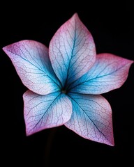 Poster - Vibrant pink and blue flower petals