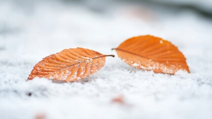 Canvas Print - Autumn leaves lie gently on the snow, showcasing a beautiful contrast between vibrant orange and soft white, evoking a peaceful winter mood