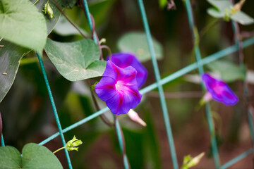 Blooming morning glory in autumn