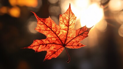 Sticker - A single red maple leaf backlit by the sun, showcasing its intricate veins and structure.