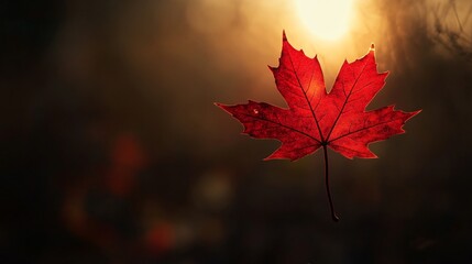 Sticker - A single red maple leaf backlit by the sun, with a blurred background.