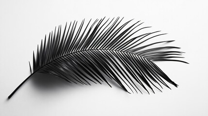 Sticker - Black Palm Leaf on White Background.