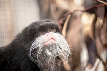 Wall Mural - Emperor tamarins are small monkeys with long, white whiskers that sweep back from the muzzle on both sides and look like moustaches