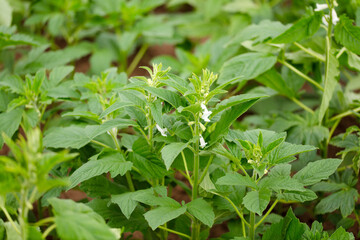 Naklejka na meble Sesame field with blossoms and fruits