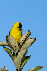 Wall Mural - Male American Goldfinch perched in tree