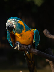 Portrait of a Macaw