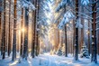 © Introvertia - Snowy forest pathway with frosted pine trees and morning sun