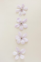 Wall Mural - Flowers background.Pink clemantis flowers pattern  top view on beige background. floral card. Aesthetic Poster.Minimalism