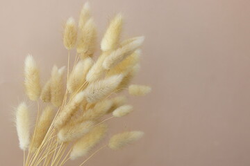 Dry grass flowers bouquet on beige background template with copy space.  fluffy bunny tails Tan pom pom plants backdrop.Poster.Autumn vibes