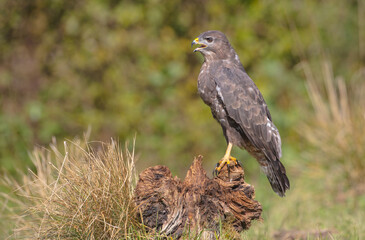 Common Buzzard in autumn at a wet forest