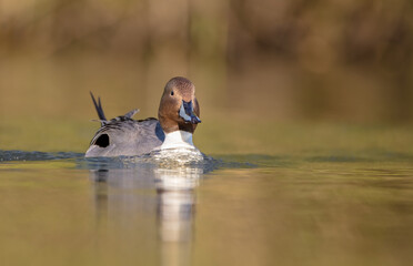 Northern pintail - male bird at a small pond in spring