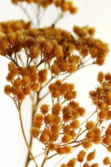 Wall Mural - Dry orange flowers on white background .  Floral card.Minimal botanical poster