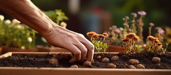 Planting Seeds in a Wooden Box