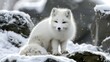 © Ah Pich  - An arctic fox with its white winter coat