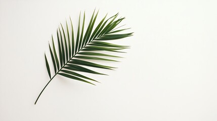 Sticker - Single palm frond on white background, top view.