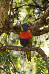 Canvas Print - The rainbow lorikeet has a bright yellow-orange/red breast, a mostly violet-blue throat and a yellow-green collar.