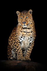 Wall Mural - adult leopard. animal on dark background