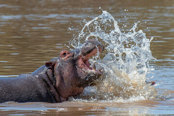 Wall Mural - Hippo in water with many splash, Kenya, Africa