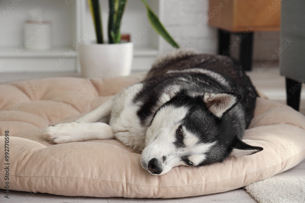 Cute Husky dog lying on pet bed in living room