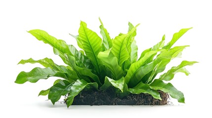 Wall Mural - Asplenium nidus isolated on white background  