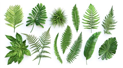 Wall Mural - A collection of tropical ferns isolated on a white background 