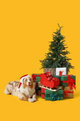 Wall Mural - Cute Australian Shepherd dog in Santa hat with Christmas tree and presents on yellow background