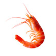 © Foxgrafy - Close-Up of a Vibrant Orange Shrimp on a Transparent Background Highlighting Details and Texture