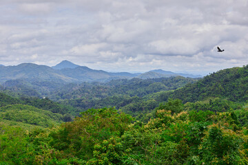 Canvas Print - Scenic view of the tropical forest in mountain