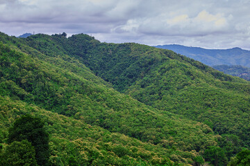 Canvas Print - Scenic view of the tropical forest in mountain