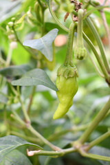 fresh green chili on plant closeup, chili plants in organic farming, Chilies closeup in field, Green chili plant in a farmer's field, Ripe green chili on a plant in Chakwal, Punjab, Pakistan