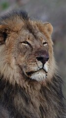 Wall Mural -  Vertical video - close-up of a mature male lion